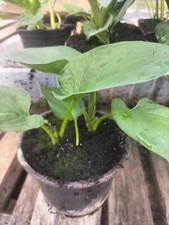 1 ARUM LILY PLANT 9cm pot