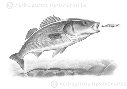 Bass hitting dexter wedge - bass,
