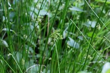 Juncus effusus - , (soft