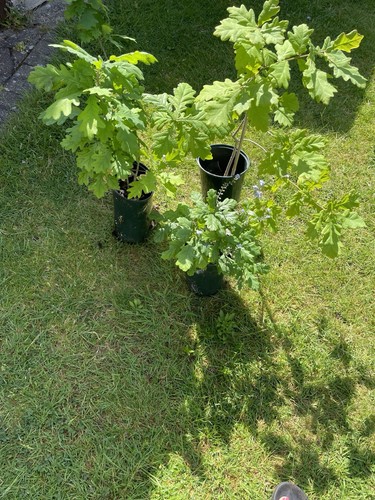 Oak trees saplings - oak, 3:4