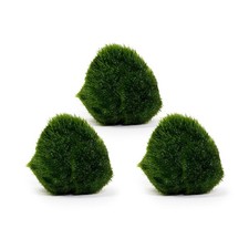 3× Marimo Moss Balls – 4 cm