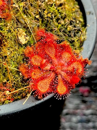 Drosera spatulata round leaf - spatulata,