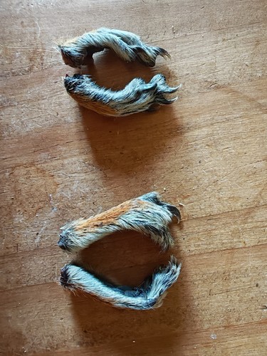 Squirrel feet pairs - x, 2