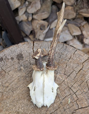 Roe Buck Deer Skull Antlers Taxidermy Deformed Small Unusual Strange Weird