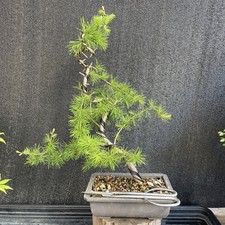 Bonsai Tree Larch Yamadori