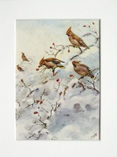 Waxwing bird george lodge - bird-,