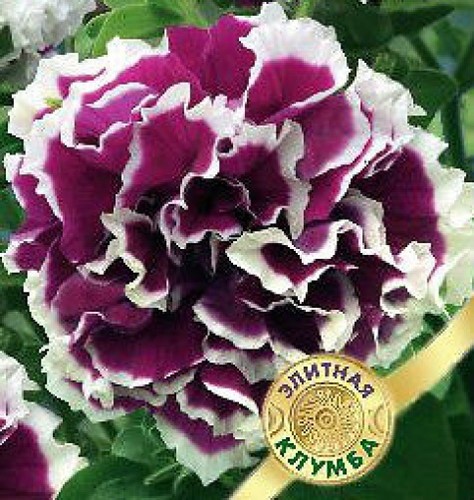 Petunia seeds purple - seeds,