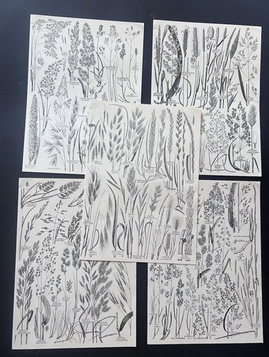 Set vintage 1960s botanical - set,