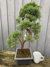 Imported Japanese Itoigawa Juniper Great Shaped Trunk 60cm Tall