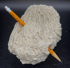 Brain coral dead fossil - brain,