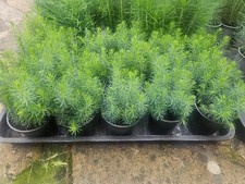 25 Serbian Spruce (Picea