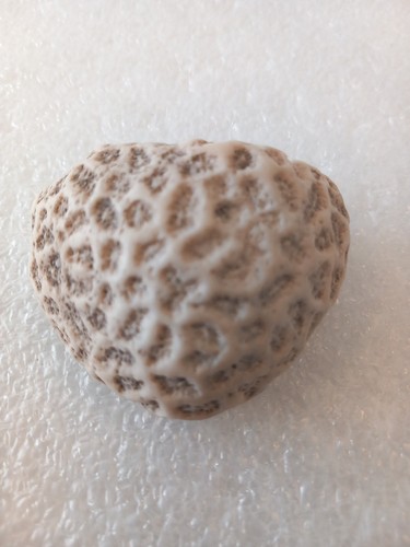 Fossil brain coral - fossil,