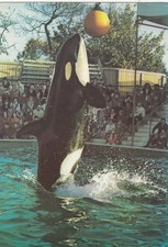 Postcard Killer Whale [ Orca ]