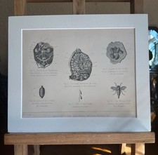 Vintage Veterinary Anatomy