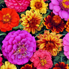 600x Zinnia Persian Carpet Mix