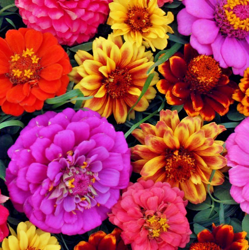 600x zinnia persian carpet mix - persian,