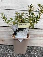 Rhododendron 'Album' -