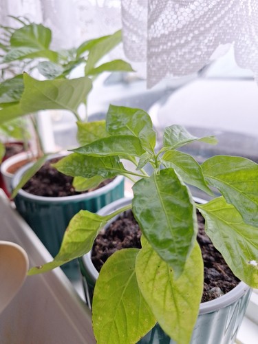Scotch bonnet chilli pepper - scotch,