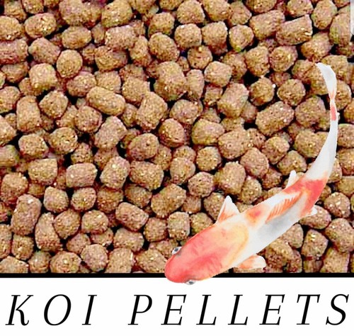 Best koi chiclid - chiclid, fish