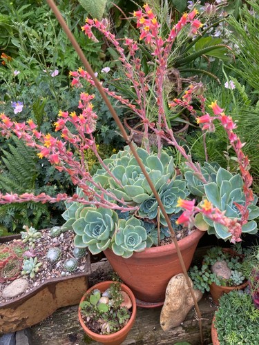 Echeveria succulent plant - , a