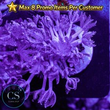 CS Pulsing Xenia - WYSIWYG