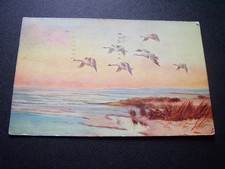 Swans Geese Flying Scene