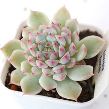 Echeveria Xiaoqiao 4cm Eye catching Red Edge Elegant Korean Succulent
