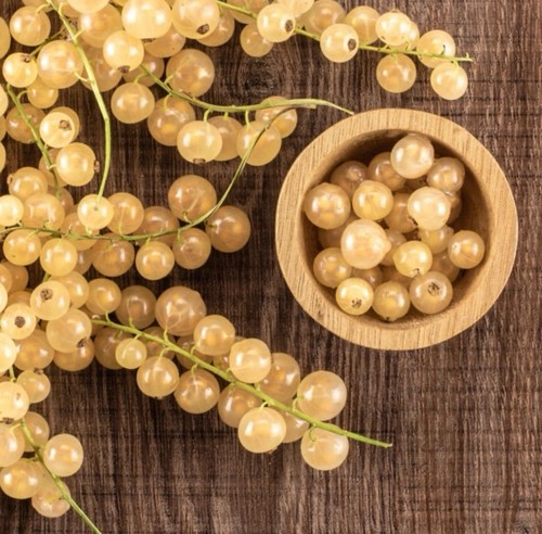 Whitecurrant ribes white - ribes,