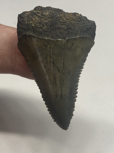 Great white shark tooth - great,