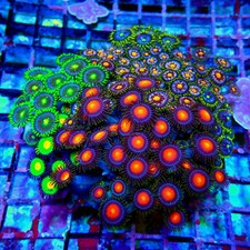 WYSIWYG - Mix Zoas Premium