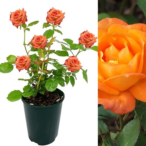 Rose bush orange sunblaze - bush,