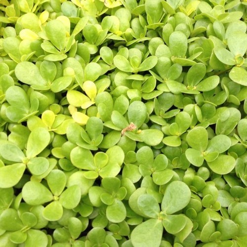 Herb purslane golden - ,