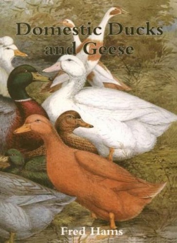 Domestic ducks and - ducks, geese