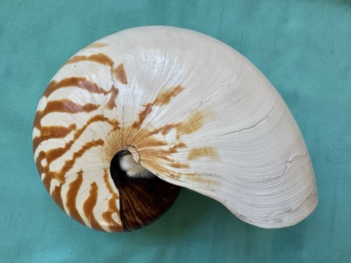 Large sea shell - large,