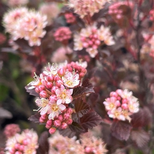 Physocarpus sweet cherry tea - physocarpus,