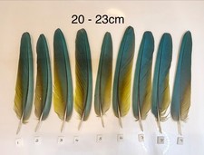 Parrot Macaw Feather Crafts