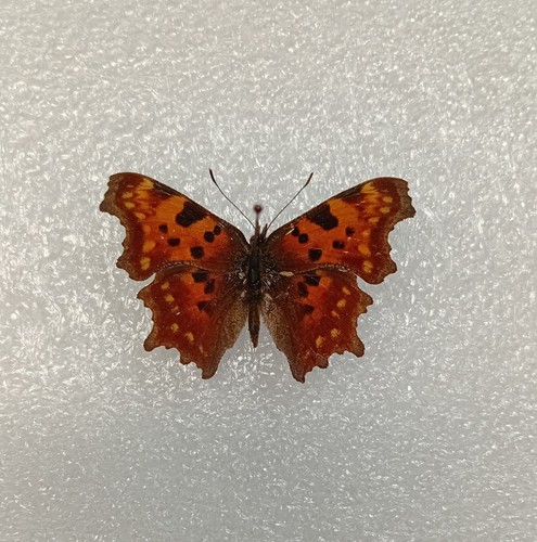 Comma butterfly polygonia - comma, butterfly,