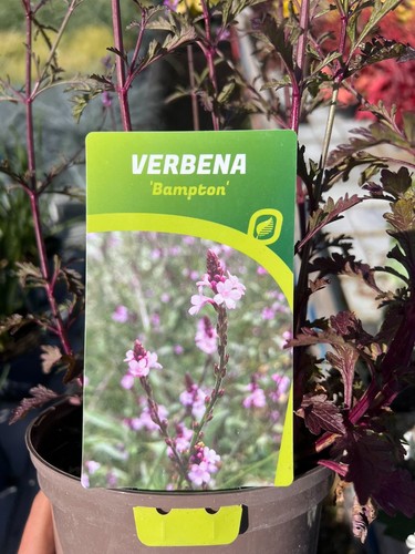 Verbena bampton hardy - verbena,