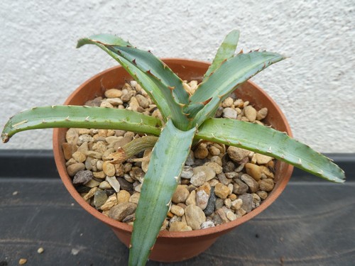 Agave univittata shown in - agave,
