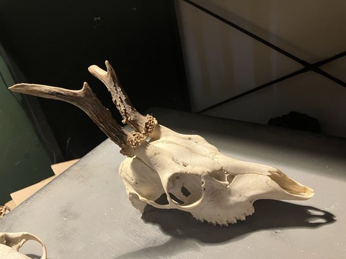 Roe deer skull - deer,