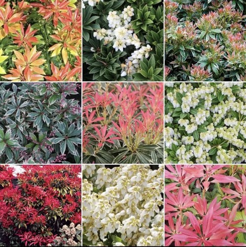 Pieris evergreen shrubs - x,