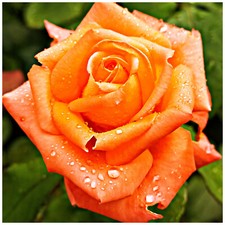 'Remember Me' Hybrid Tea Rose Bush, Double Bright Coppery Orange Flowers