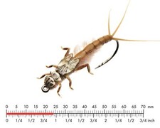 J:SON REALISTIC MAYFLY NYMPH 2