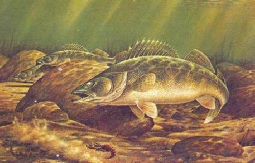 John wilson walleye - -, fishing