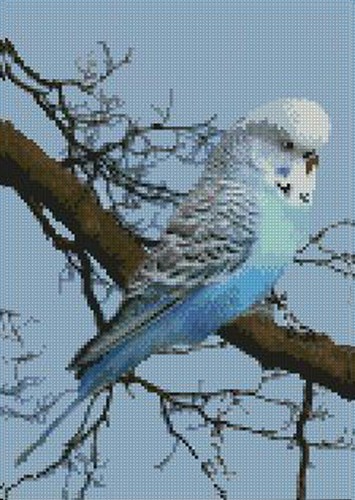 Blue budgerigar budgie - budgie, cross
