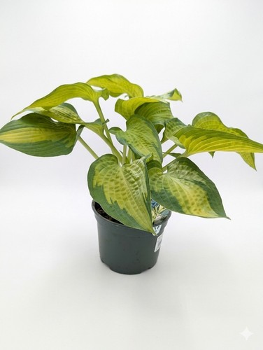 Variegated hosta plant 2l - plant, in