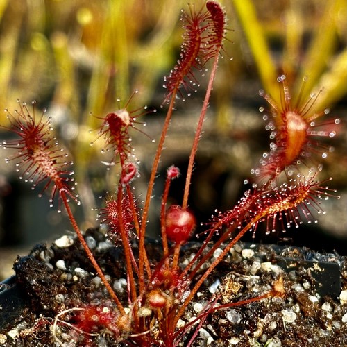 Carnivorous drosera affinis - carnivorous,