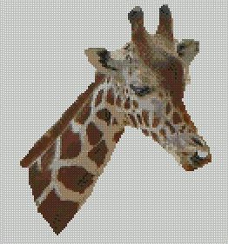 Giraffe head counted - giraffe,