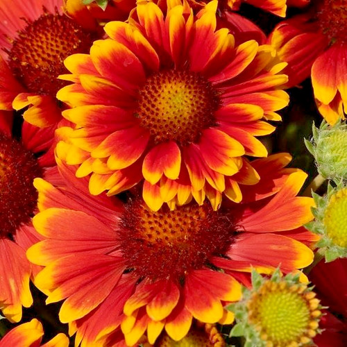 Gaillardia guapa tango - 3,
