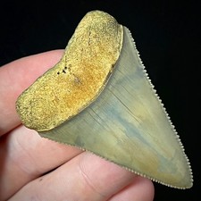 Museum Grade Great White Shark Tooth 2.28" Megalodon Teeth Era Fossil unrestored